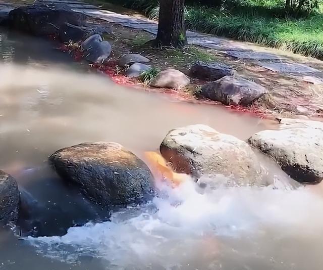 A woman in Zhejiang went to the river to release carp before her child's college entrance examination, and the scene afterwards made the woman extremely happy