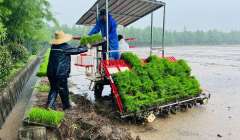 Baoshan: Grasping the harvest during the agricultural season, hoping for a good harvest, busy transplanting seedlings regardless of weather conditions