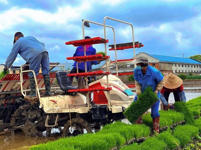 Baoshan: Grasping the harvest during the agricultural season, hoping for a good harvest, busy transplanting seedlings regardless of weather conditions