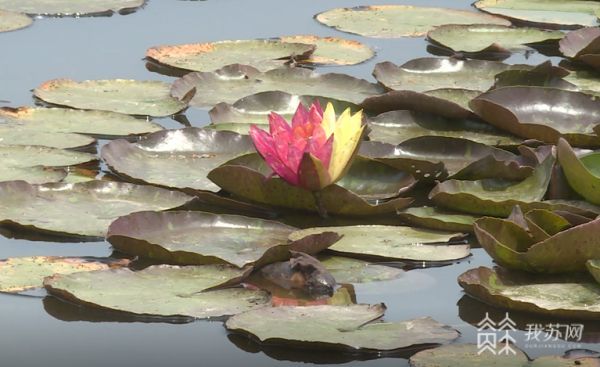 夏花灿烂好运“莲莲”江苏多地双色睡莲绽放