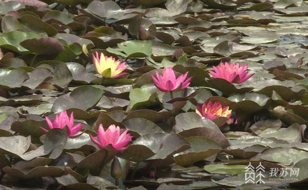 夏花灿烂好运“莲莲”江苏多地双色睡莲绽放