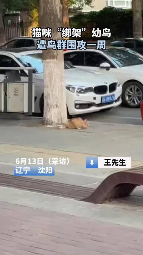 辽宁沈阳，猫咪“绑架”幼鸟，遭鸟群围攻一周