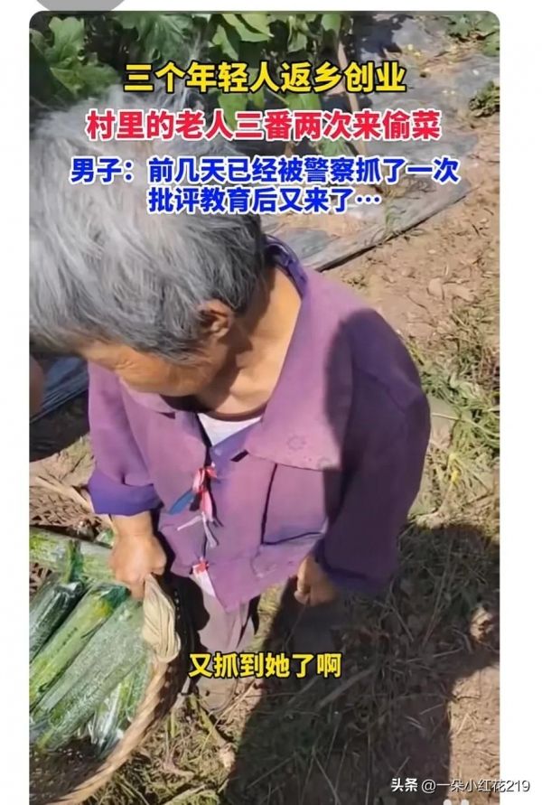 年轻人返乡创业遇糟心事，老人频繁偷菜太猖狂，白天直接背筐来