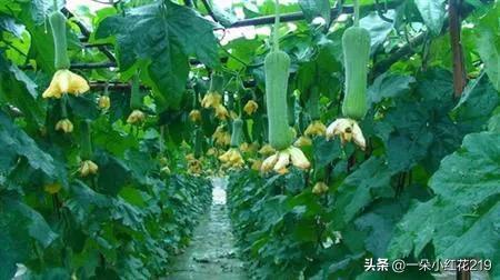 年轻人返乡创业遇糟心事，老人频繁偷菜太猖狂，白天直接背筐来