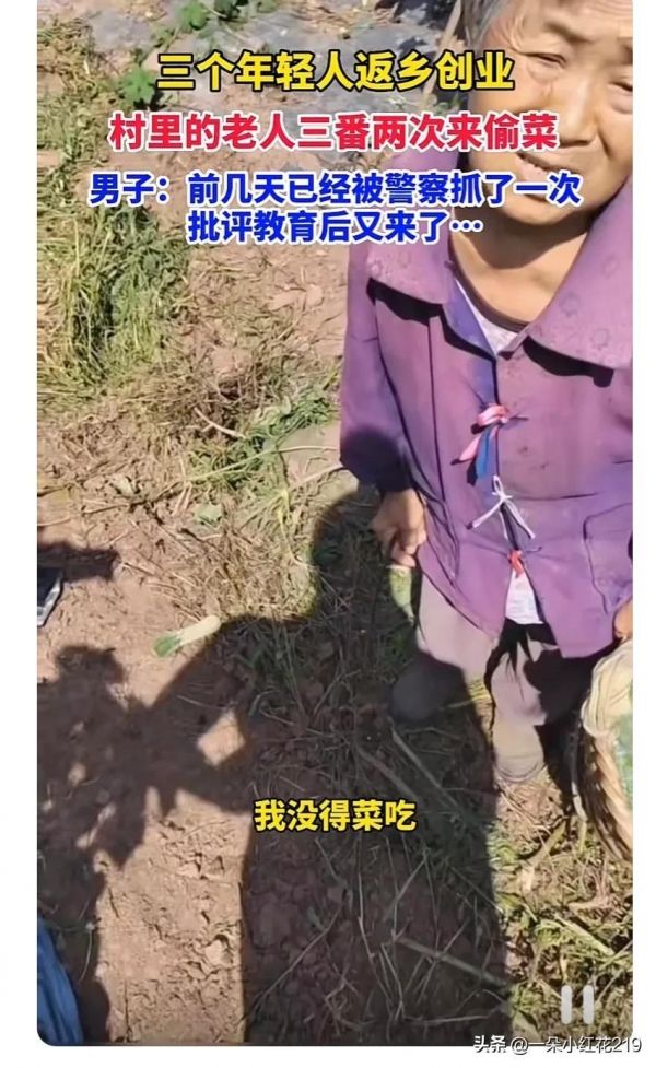 年轻人返乡创业遇糟心事，老人频繁偷菜太猖狂，白天直接背筐来
