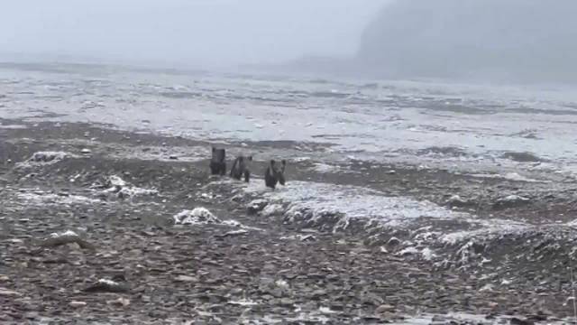 可可爱爱！近日，青海玉树，巡护员在海拔近4500米的代曲村境内……