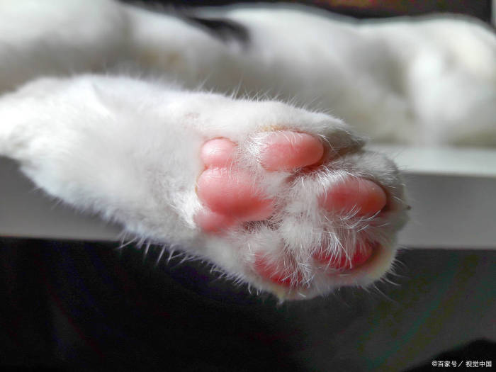 9岁女孩被猫抓伤间断高烧14天，医生揭露惊人真相！