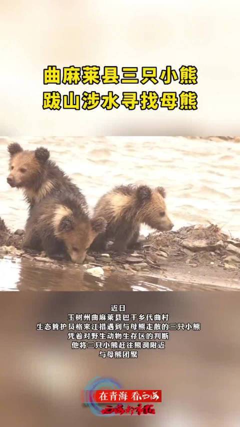 三只小棕熊跋山涉水找妈妈