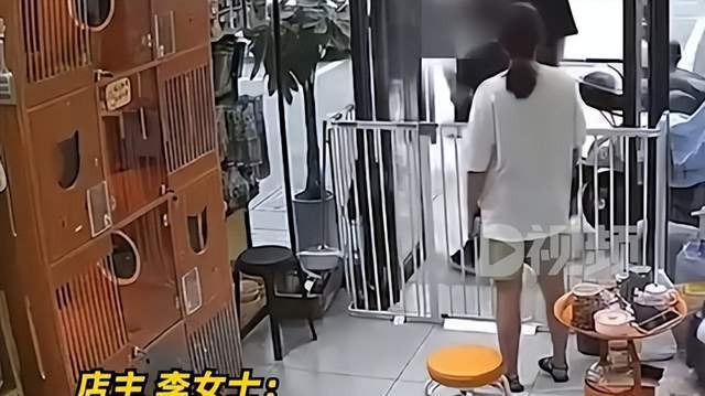 浙江女子到宠物店退猫被拒后直接将猫摔死！只因家人买猫没有商量