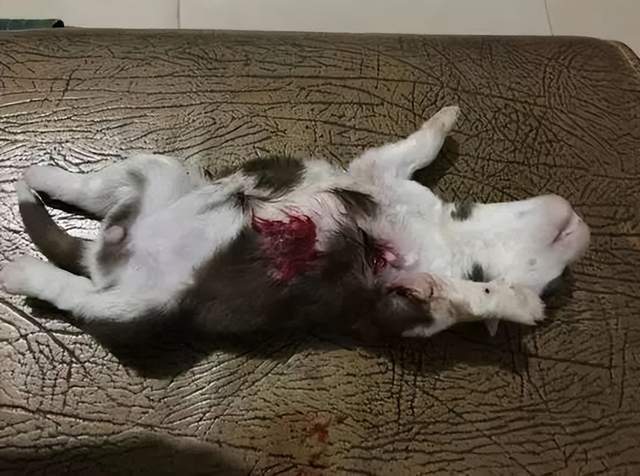 浙江女子到宠物店退猫被拒后直接将猫摔死！只因家人买猫没有商量