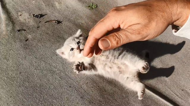 浙江女子到宠物店退猫被拒后直接将猫摔死！只因家人买猫没有商量