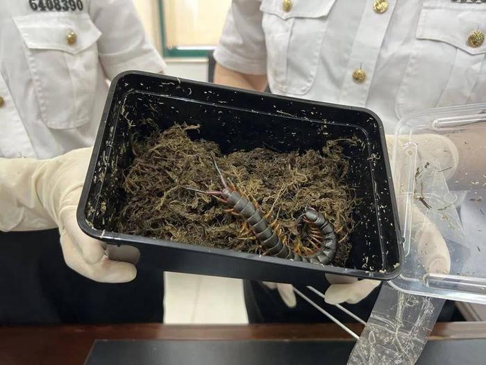 深圳邮局海关查获秘鲁巨人蜈蚣