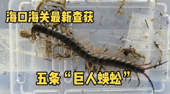 海口海关最新查获五条“巨人蜈蚣”