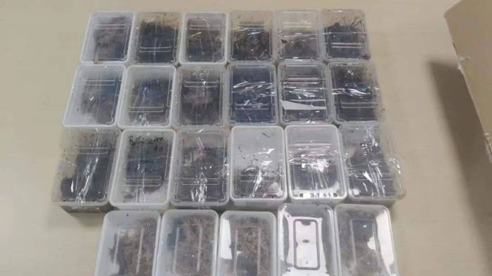 23只！深圳邮局海关查获秘鲁巨人蜈蚣、加拉帕格斯巨人蜈蚣

