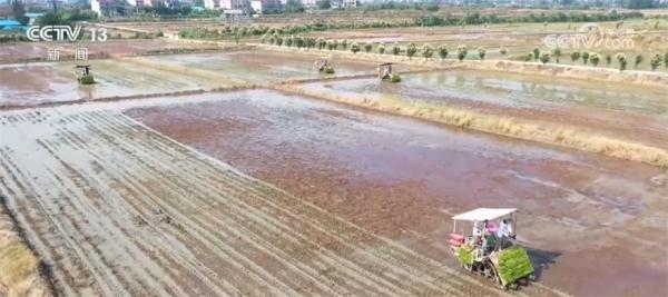 水稻夏种正在进行多种种植模式为秋粮丰收奠定基础