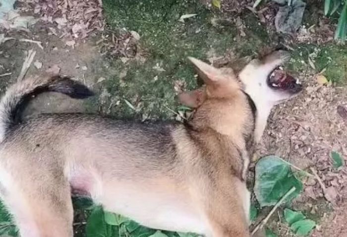 狗狗被下药后拼命跑回家
