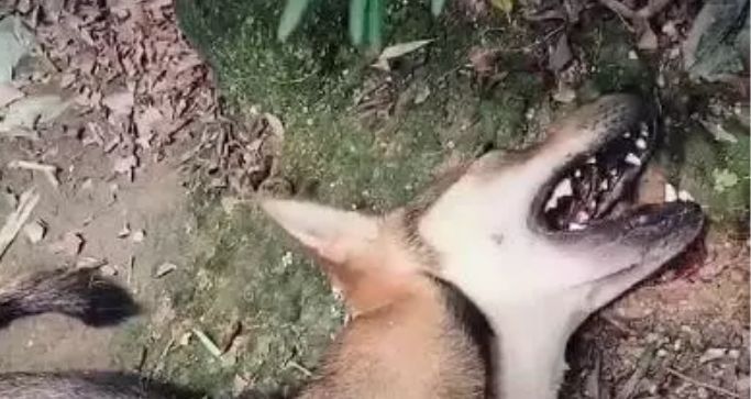 狗狗被下药后拼命跑回家