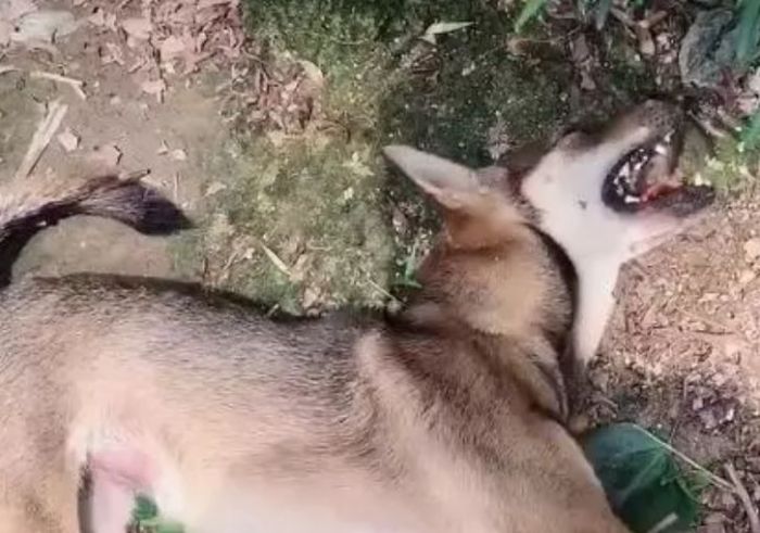 狗狗被下药后拼命跑回家