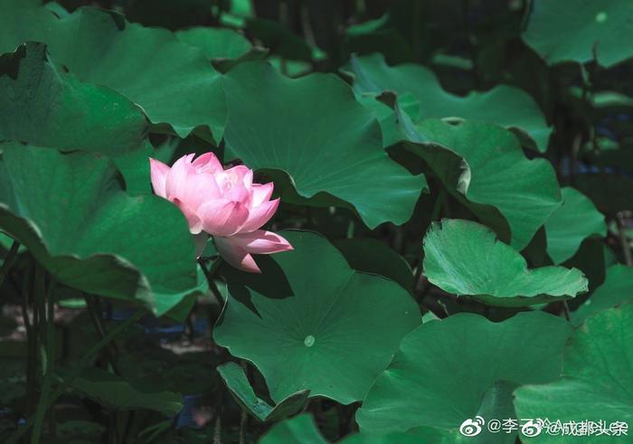 罕见的粉白相间荷花