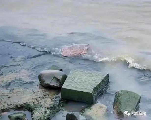 疑似外来生物美国珍珠鳖被放生太湖，还得到围观者欢呼，不知乱放生是违法？