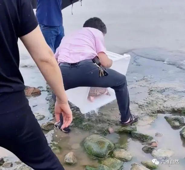 疑似外来生物美国珍珠鳖被放生太湖，还得到围观者欢呼，不知乱放生是违法？