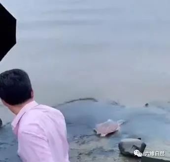 疑似外来生物美国珍珠鳖被放生太湖，还得到围观者欢呼，不知乱放生是违法？