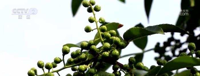 麦秆摇来“致富风”现代化农业驶入“快车道”