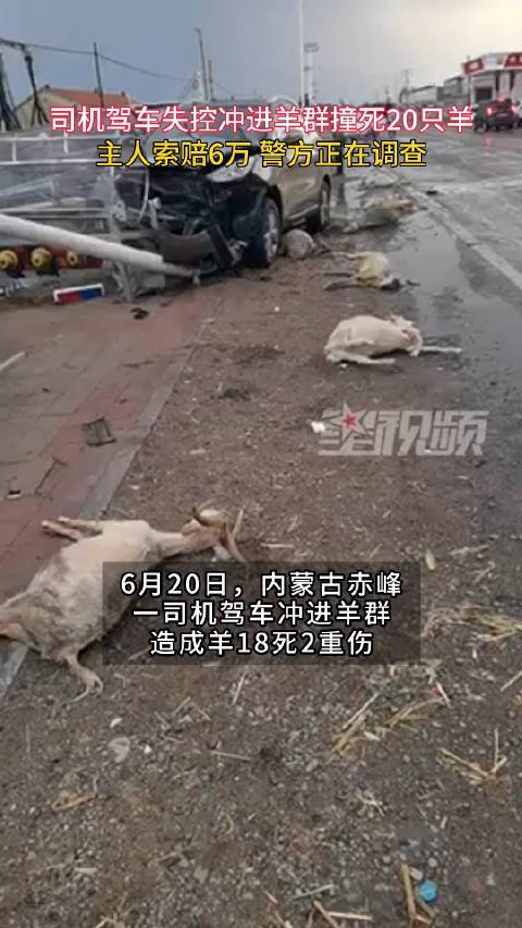 司机驾车失控冲进羊群撞死20只羊，主人索赔6万，警方正在调查