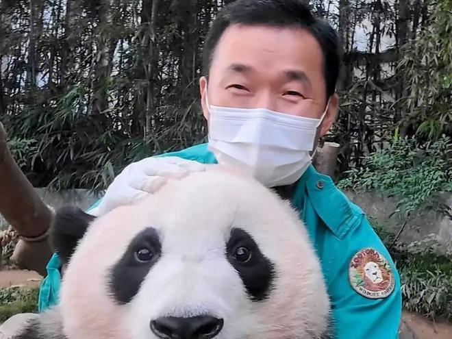 大熊猫福宝将于明年7月回国，被饲养员当亲孙女宠，网友呼吁续签