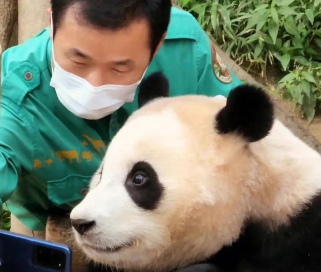 大熊猫福宝将于明年7月回国，被饲养员当亲孙女宠，网友呼吁续签