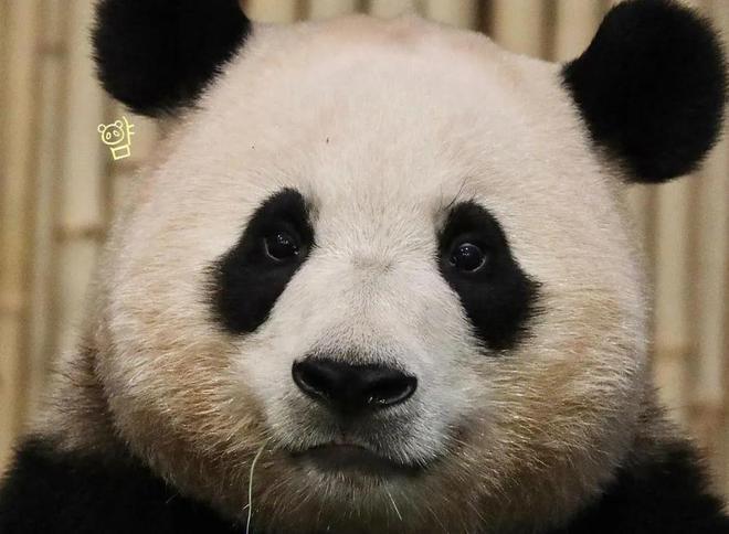 大熊猫福宝将于明年7月回国，被饲养员当亲孙女宠，网友呼吁续签