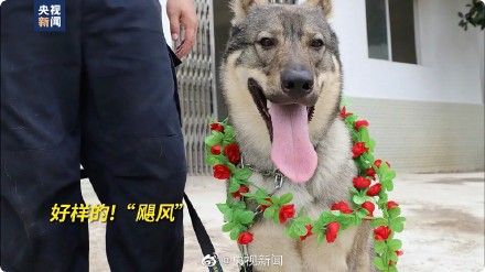 警犬缴毒38公斤