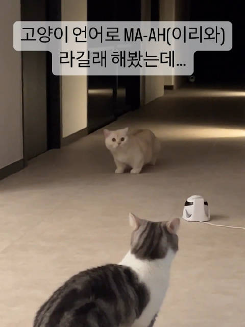 猫爸躲在别的房间学猫叫看猫的反应……
