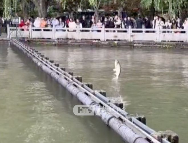 见者好运！杭州西湖“鱼跃龙门”频现，原来是因为→