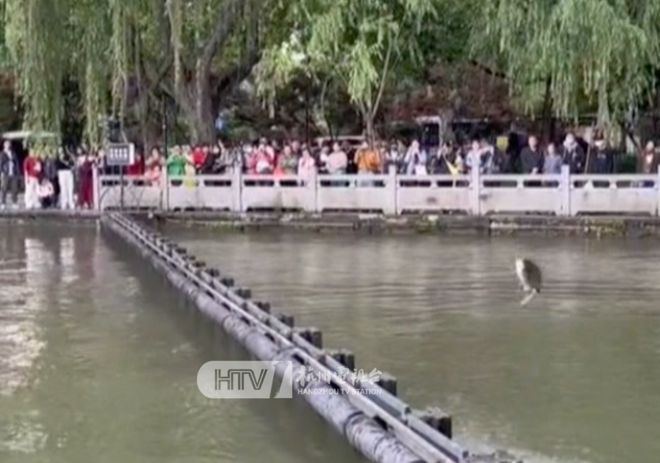 见者好运！杭州西湖“鱼跃龙门”频现，原来是因为→