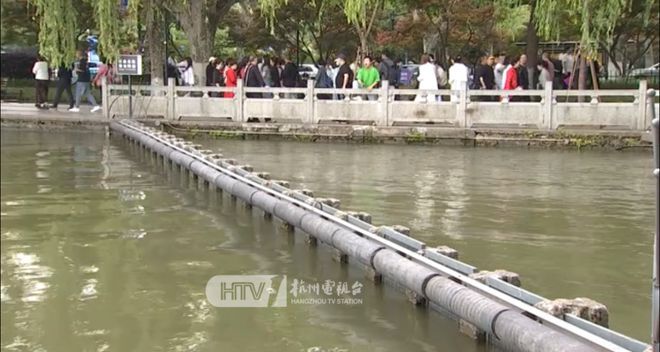 见者好运！杭州西湖“鱼跃龙门”频现，原来是因为→