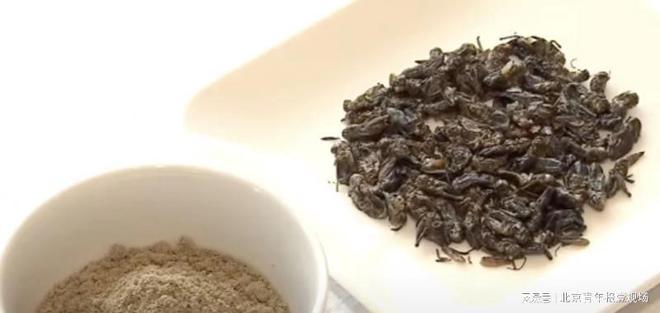 日本飞机首推含蟋蟀粉末餐食品尝者说：有海鲜味道！你敢吃吗？