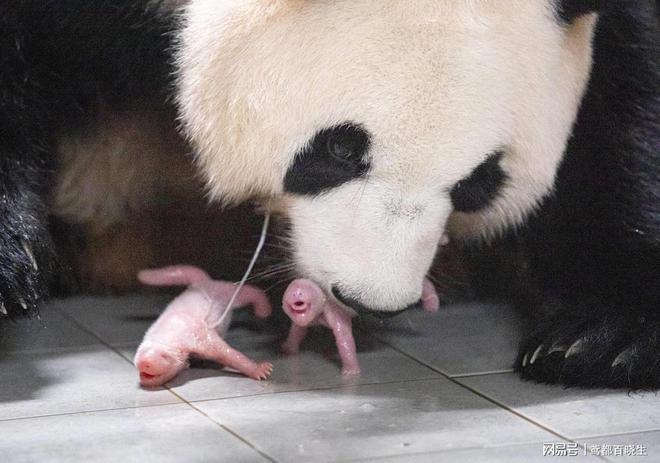 爱宝诞下双胞胎