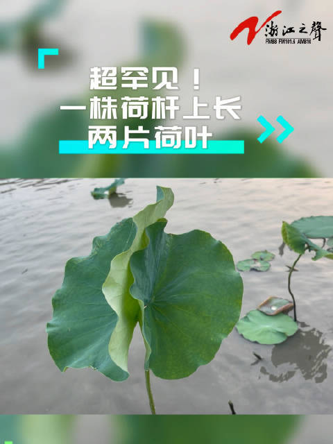 金华武义出现今年全球首株三蒂莲