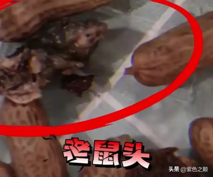 女子称买水煮花生快吃完发现老鼠头