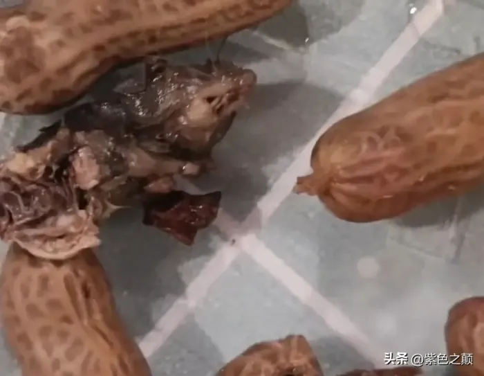 女子称买水煮花生快吃完发现老鼠头