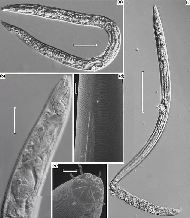 科学家复活了46000年前的虫子