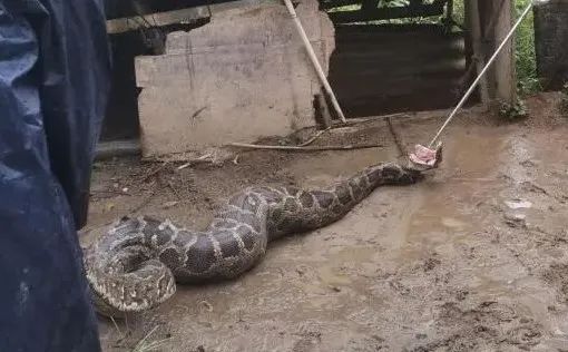 巨蟒闯入狗舍生吞一只30斤狗