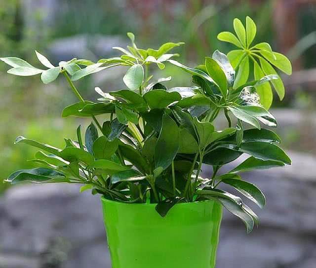 夏天盆栽飞虫多？携带病菌“啃”花根，3个小方法，将它一窝端！