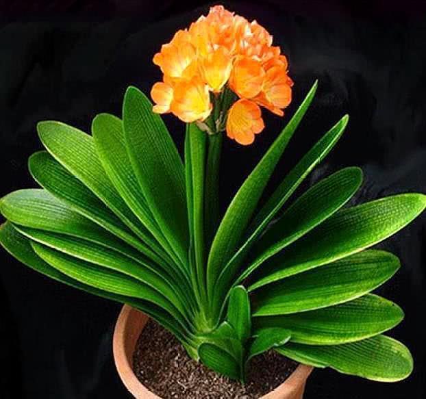 夏天盆栽飞虫多？携带病菌“啃”花根，3个小方法，将它一窝端！
