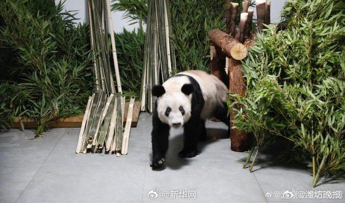 转发这份祝福！丫丫23岁生日快乐