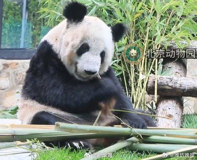 转发这份祝福！丫丫23岁生日快乐