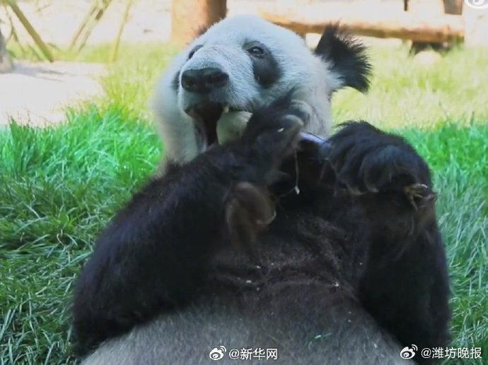 转发这份祝福！丫丫23岁生日快乐