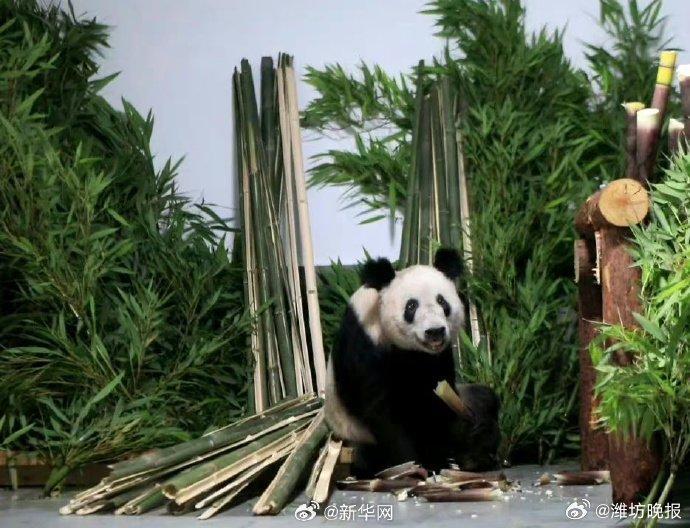 转发这份祝福！丫丫23岁生日快乐