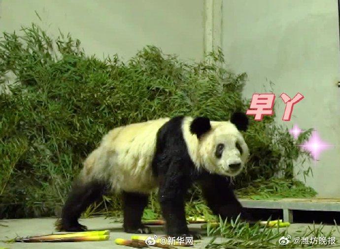 转发这份祝福！丫丫23岁生日快乐